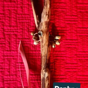 Spirit Bell Kenapu #2 Daphne. Free ship