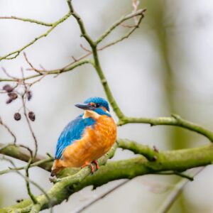 A colorful kingfisher perched on a tree branch, showcasing vibrant feathers and natural beauty.