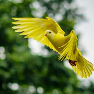 A vivid yellow dove soaring with wings spread wide, captured mid-flight against a lush green background.